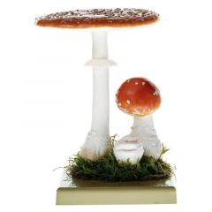 Fliegenpilz, von SOMSO® (BoS 41), Amanita muscaria (L. ex FR.) HOOKER, giftig, aus SOMSO-Plast®