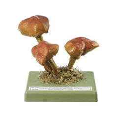 Ziegelroter Schwefelkopf, von SOMSO® (Bo 50), Hypholoma sublateritium (FR.) QUÉL., ungenießbar, aus SOMSO-Plast®