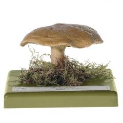 Kuhröhrling, von SOMSO® (Bo 70), Suillus bovinus (L. ex FR.) O. KTZE. Eßbar (zäh), aus SOMSO-Plast®