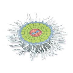 Querschnitt Wurzel Weißer Senf (Sinapis alba), Modell , von 3B Scientific www.laborplan.eu