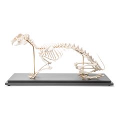 Kaninchenskelett (Oryctolagus cuniculus var. domestica), Präparat, 3B Scientific, Art. 1020985 [T300081]