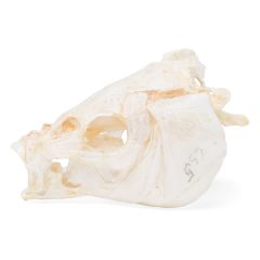 Karpfenkopf (Cyprinus carpio), Präparat, 3B Scientific, 1020963 [T30010]