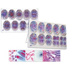 Quastenflosser, Latimeria, von Schlüter Biologie / Jörg Klawun