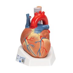 Herzmodell, 7-teilig - 3B Smart Anatomy, 3B Scientific (1008548 [VD253])