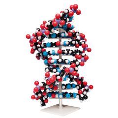 Grosser DNA-Modell-Baukasten (10 Basenpaare) molymod® (MKS-122-10)  
