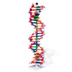 DNA Modell von Molymod® (miniDNA®), mit 22 Basenpaaren www.laborplan.eu