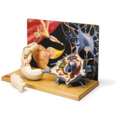 Jünglingstorso mit Kopf, von SOMSO® (AS 20/1), 1/2 natürliche Größe, in 11 Teile zerlegbar, aus SOMSO-PLAST®, Höhe 52 cm www.laborplan.eu