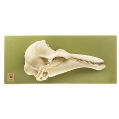 Schweinewalschädel, von SOMSO® (Zo 125/7), 4teilig, nach der Natur modelliert, aus Spezialkunststoff, beweglicher abnehmbarer Unterkiefer