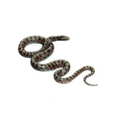 Glatt- oder Schlingnatter, Männchen, Coronella austriacas, von SOMSO® (ZoS 1032), in natürlicher Größe, aus SOMSO-Plast®