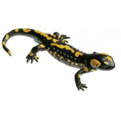 Gefleckter Feuersalamander, Männchen, Salamandra s. salamandra, von SOMSO® (ZoS 1001), in natürlicher Größe, aus SOMSO®-Plast