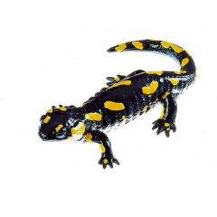 Gefleckter Feuersalamander, Weibchen, Salamandra s. salamandra, von SOMSO® (ZoS 1002), in natürlicher Größe, aus SOMSO®-Plast