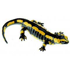 Gebänderter Feuersalamander, Weibchen, Salamandra s. terrestris, von SOMSO® (ZoS 1003/1), in natürlicher Größe, aus SOMSO®-Plast