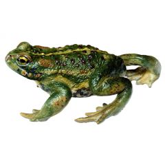 Kreuzkreute, Bufo calamita, von SOMSO® (ZoS 1014), in natürlicher Größe, aus SOMSO-Plast®