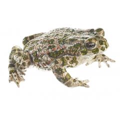 Wechselkröte, Weibchen, Bufotes v. viridis (Synonym: Bufo v. viridis), von SOMSO® (ZoS 1015/1), in natürlicher Größe, aus SOMSO-Plast®