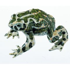 Wechselkröte, Weibchen, Bufotes v. viridis (Synonym: Bufo v. viridis), Neusiedler-See-Population, von SOMSO® (ZoS 1015/2), in natürlicher Größe, aus SOMSO-Plast®