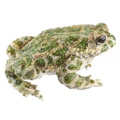 Wechselkröte, Bufo viridis, von SOMSO® (ZoS 1015), in natürlicher Größe, aus SOMSO-Plast®