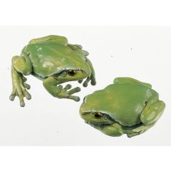 Laubfrosch, Weibchen (2 Modelle), (Hyla arborea), von SOMSO® (ZoS 1016/1), in natürlicher Größe, aus SOMSO-Plast®