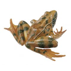 Springfrosch (rana dalmatina), von SOMSO® (ZoS 1020), in natürlicher Größe, aus SOMSO-Plast®