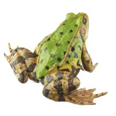 Kleiner Wasserfrosch, Weibchen - mit Mittelstreifen (pelophylax lessonae), von SOMSO® (ZoS 1021/1), in natürlicher Größe, aus SOMSO-Plast®