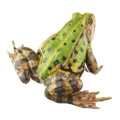 Kleiner Wasserfrosch, Weibchen - ohne Mittelstreifen (pelophylax lessonae), von SOMSO® (ZoS 1021/3), in natürlicher Größe, aus SOMSO-Plast®