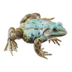 Kleiner Wasserfrosch, Weibchen - bläuliche Variante (pelophylax lessonae), von SOMSO® (ZoS 1021/5), in natürlicher Größe, aus SOMSO-Plast®