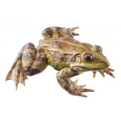 Kleiner Wasserfrosch, Männchen - bräunliche Variante (pelophylax lessonae), von SOMSO® (ZoS 1021/6), in natürlicher Größe, aus SOMSO-Plast®