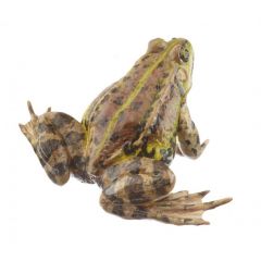 Kleiner Wasserfrosch, Weibchen - bräunliche Variante (pelophylax lessonae), von SOMSO® (ZoS 1021/7), in natürlicher Größe, aus SOMSO-Plast®