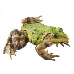 Kleiner Wasserfrosch, Männchen - ohne Mittelstreifen (pelophylax lessonae), von SOMSO® (ZoS 1021/2), in natürlicher Größe, aus SOMSO-Plast®