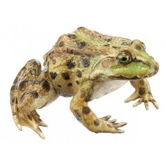 Seefrosch (rana ridibunda), von SOMSO® (ZoS 1022), in natürlicher Größe, aus SOMSO-Plast®