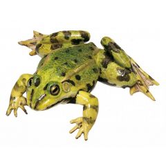 Wasserfrosch, Teichfrosch Männchen (rana kl. esculenta), von SOMSO® (ZoS 1023), in natürlicher Größe, aus SOMSO-Plast®