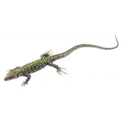 Mauereidechse, Männchen, Podarcis muralis nigriventris. Ostbayerische Passaupopulation, von SOMSO® (ZoS 1027/2), in natürlicher Größe, aus SOMSO-Plast®