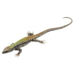 Mauereidechse, Weibchen, Podarcis muralis nigriventris. Ostbayerische Passaupopulation, von SOMSO® (ZoS 1027/3), in natürlicher Größe, aus SOMSO-Plast®