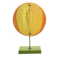 Keimscheibe eines befruchteten, jedoch unbebrüteten Hühnereies, von SOMSO® (ZoS 103/1), Keimscheibe im Stadium der Dotterblattbildung in 70facher linearer Vergrößerung, aus SOMSO-Plast®