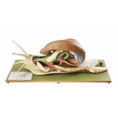 Weinbergschnecke (Helix pomatia L.), von SOMSO® (ZoS 117), ca. 6fach linear vergrößert, in 4 Teile zerlegbar, aus SOMSO-Plast® 