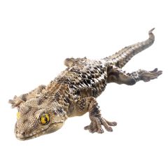 Mauergecko, Tarentola mauritanica, von SOMSO® (ZoS 1204), in natürlicher Größe, aus SOMSO-Plast®