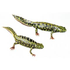 Marmormolch, Paar, Triturus marmoratus, von SOMSO® (ZoS 1205), in natürlicher Größe, aus SOMSO-Plast®