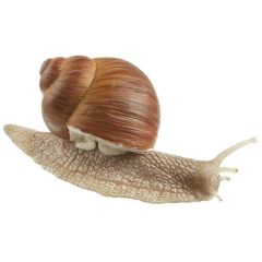 Weinbergschnecke, Helix pomatia, von SOMSO® (ZoS 1207), in natürlicher Größe, aus SOMSO-Plast®