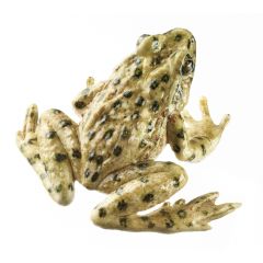 Westlicher Schlammtaucher, Pelodytes punctatus, von SOMSO® (ZoS 1012/1), in natürlicher Größe, aus SOMSO-Plast®