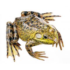 Amerikanischer Ochsenfrosch, Männchen (Rana catesbeiana), von SOMSO® (ZoS 1222), in natürlicher Größe, aus SOMSO-Plast®