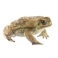 Aga-Kröte, Rhinella marina (Synonym: Bufo marinus), von SOMSO® (ZoS 1223), in natürlicher Größe, aus SOMSO-Plast®