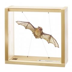 Zwergfledermaus, Männchen, Pipistrellus pipistrellus, von SOMSO® (ZoS 1306), in natürlicher Größe (Flügelspannweite 20 cm), aus SOMSO® Spezialkunststoff