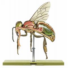 Modell der Arbeitsbiene, Honigbiene, Apis mellifera (A. mellisica), in etwa 25facher Vergrößerung, von SOMSO® (ZoS 47/1), in 3 Teile zerlegbar, aus SOMSO-Plast®
