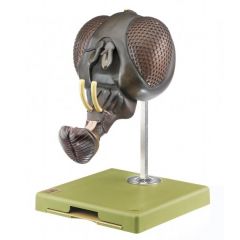 Fliegenkopf, Stubenfliege, Musca domestica, von SOMSO® (ZoS 48/4), im Maßstab 50:1, unzerlegbar, aus SOMSO-Plast®