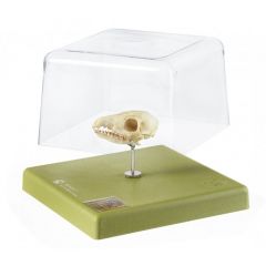 Tupaia-Schädel von SOMSO® (ZoS 53/5), Tupaia glis (Diard 1820), männlich, nach der Natur modelliert, aus SOMSO-Plast®, Unterkiefer beweglich und abnehmbar