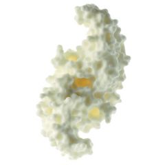 Protein Modell (humaner Knochenwachstumsfaktor BMP-2), SOMSO® (ZoS 57/10), Maßstab 20 x 10E6 : 1, aus SOMSO-Plast®, nach Prof. Dr. H.P. Jennissen, Dr. M. Laub und Prof. Dr. G. Witt