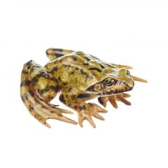 Grasfrosch, Männchen (Rana temporaria), von SOMSO® (ZoS 1017), in natürlicher Größe, aus SOMSO-Plast®