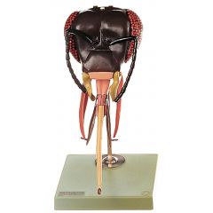 Bienenkopf, von SOMSO® (ZoS 48/1), im Maßstab 50:1, unzerlegbar, aus SOMSO-Plast®